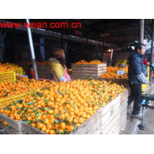 Nanfeng Orange